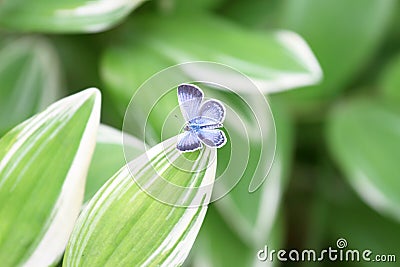 Beauty butterfly on leaf Stock Photo