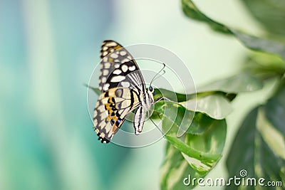 Beauty butterfly in Nature Stock Photo