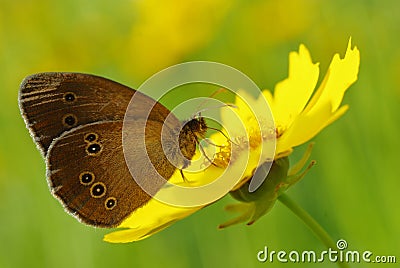 Beauty butterfly on a yellow flower Stock Photo