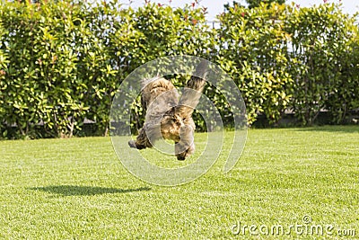 Nice cat of livestock jumping outdoor, siberian breed. Adorable domestic pet w Stock Photo