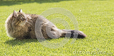 Beauty cat of livestock, siberian breed. Adorable domestic pet w Stock Photo