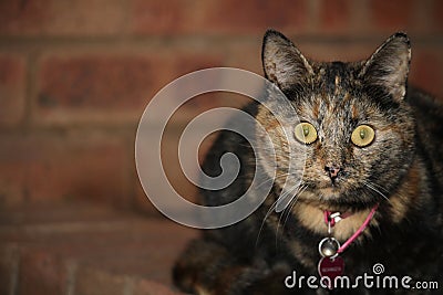 The beauty of a cat Stock Photo