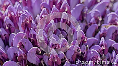 Close-up with Purple toothwort Lathraea clandestine on sunny morning and selective focus Stock Photo