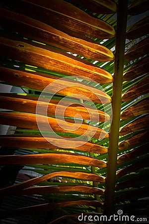 Beauty coconut leaves pattern Stock Photo