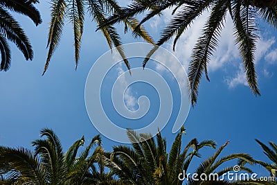 Beauty coconut palms on the blue sky background Stock Photo