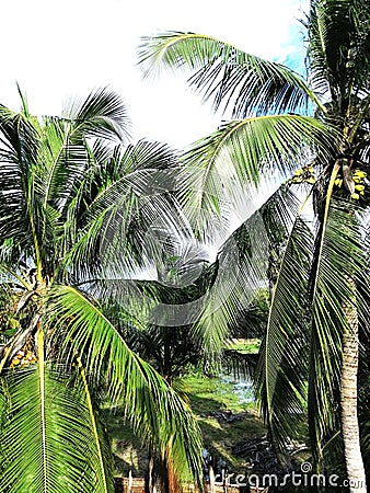 Beauty of the coconut tree Stock Photo