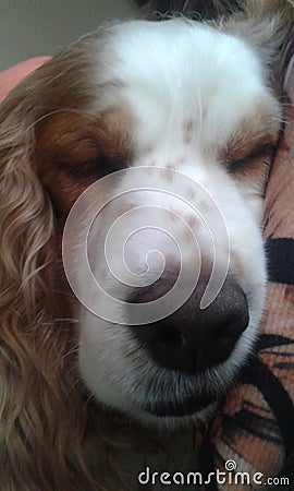 beauty coker english sleeping Stock Photo