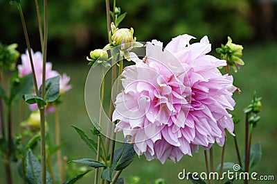 Beauty Of Dahlia Stock Photo