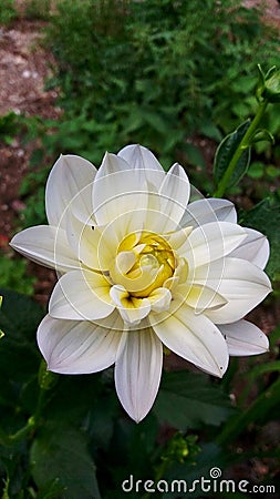 Beauty Dahlia hybrida, a flower of the white yellow middle bud thick fleshy petal Stock Photo