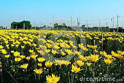 Beauty daisies flower Stock Photo