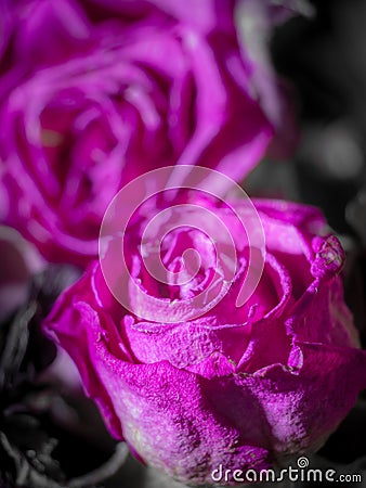 Beauty in Decay: A Monochromatic Macro of Dry Purple Rose Flowers Stock Photo