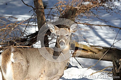 Beauty deer Stock Photo