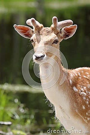 Beauty deer Stock Photo