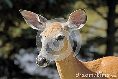 Beauty deer Stock Photo