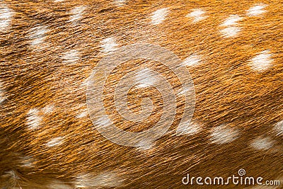 Beauty Deer Fur Stock Photo