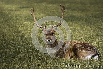 Beauty deer lying down on the grass Stock Photo