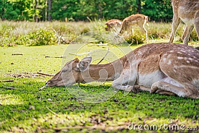 A beauty deer is lying with its head on a green meadow, concept for calm and relaxing animals. Stock Photo