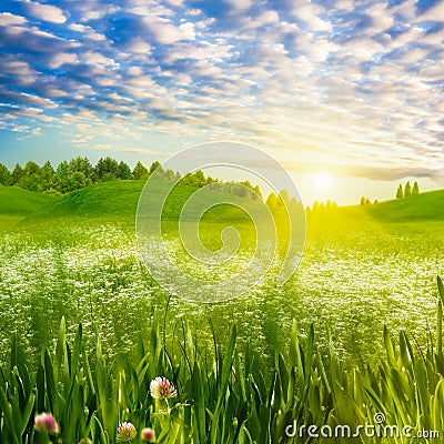 Beauty evening on the meadow Stock Photo