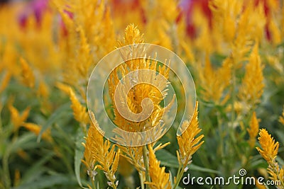 The beauty of flowers that are blooming in the morning Stock Photo