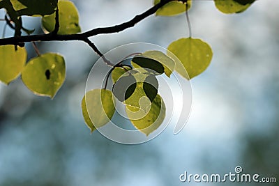 Beauty in the forest background Stock Photo
