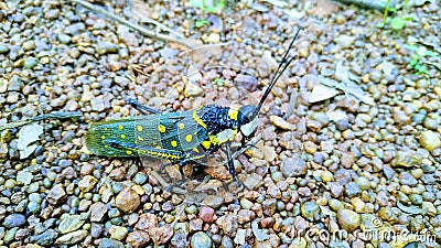 Beauty of grasshopper Stock Photo