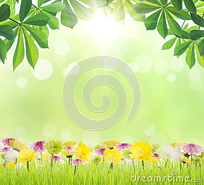 Beauty green leaf and flower on grass spring season Stock Photo