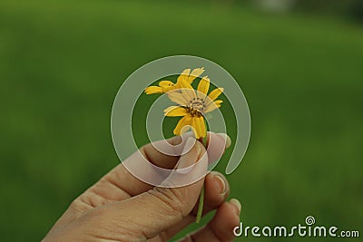 Yellow flower in hand. Young woman fingers holds little daisy flowers concept. Blury green background with copy space Stock Photo