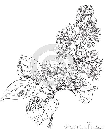 Beauty hand drawn flowers Vector Illustration