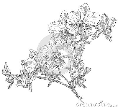 Beauty hand drawn flowers Vector Illustration
