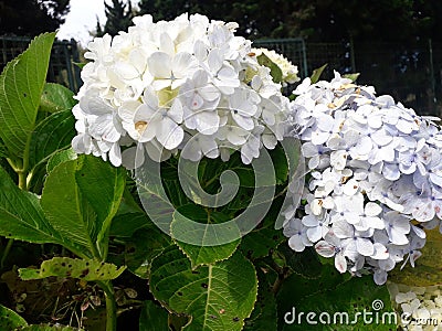 Beauty Hydrangea flower with green leaves in the noon Stock Photo