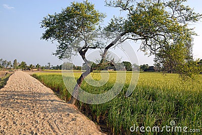 Beauty of Indian village. Stock Photo