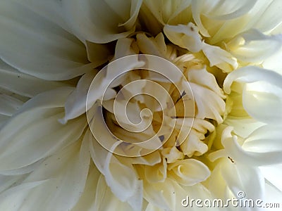 Beauty of inner petals of a dahlia flower Stock Photo