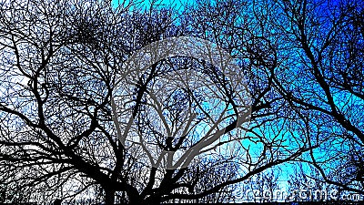 The beauty of interlacing tree branches Stock Photo