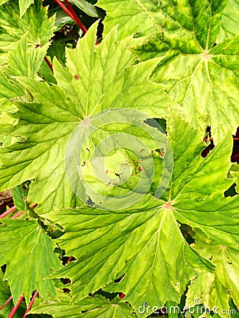 beauty leaf with green colour Stock Photo