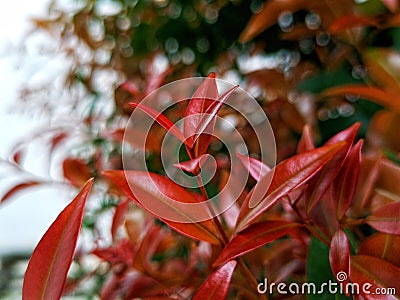 beauty leaf ornamental plant red shoot Tracheophyta Spermatophytina Angiospermae mesangiosperms core eudicots Syzygium myrtifolium Stock Photo