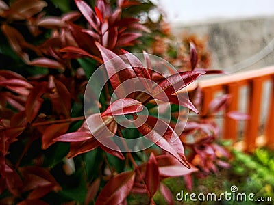 beauty leaf ornamental plant red shoot Tracheophyta Spermatophytina Angiospermae mesangiosperms core eudicots Syzygium myrtifolium Stock Photo