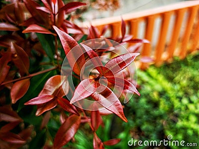 beauty leaf ornamental plant red shoot Tracheophyta Spermatophytina Angiospermae mesangiosperms core eudicots Syzygium myrtifolium Stock Photo