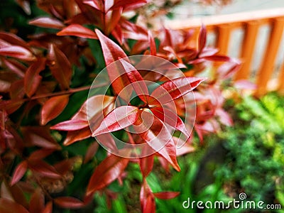 beauty leaf ornamental plant red shoot Tracheophyta Spermatophytina Angiospermae mesangiosperms core eudicots Syzygium myrtifolium Stock Photo