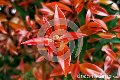 beauty leaf ornamental plant red shoot Tracheophyta Spermatophytina Angiospermae mesangiosperms core eudicots Syzygium myrtifolium Stock Photo