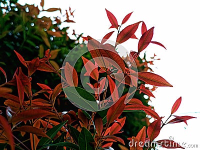 beauty leaf ornamental plant red shoot Tracheophyta Spermatophytina Angiospermae mesangiosperms core eudicots Syzygium myrtifolium Stock Photo