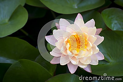 Beauty light pink lotus Stock Photo