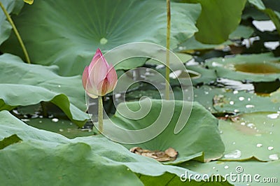 The beauty of lotus bud Stock Photo