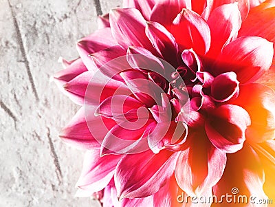 Beauty lotus flower Stock Photo