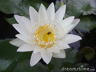 Beauty lotus Stock Photo