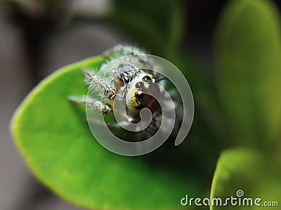 the beauty of macro photography of jumping spider Phidippus Audax regius perched on the branches of plants Stock Photo