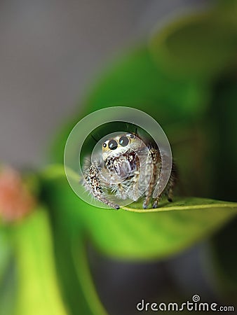 the beauty of macro photography of jumping spider Phidippus Audax regius perched on the branches of plants Stock Photo