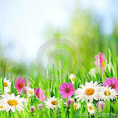 Beauty meadow Stock Photo