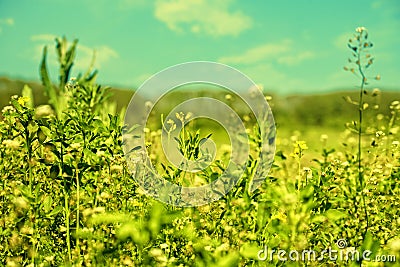 Beauty meadow Stock Photo