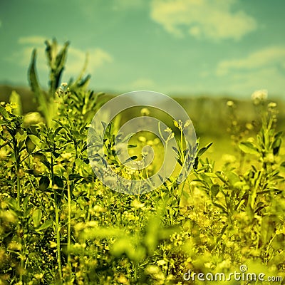 Beauty meadow Stock Photo