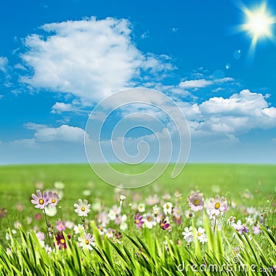 Beauty meadow with flowers Stock Photo